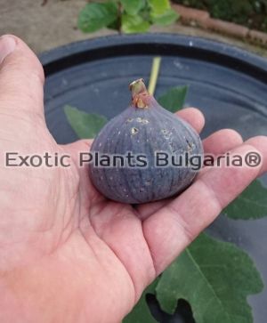 Ficus Carica - Metohia Mavra