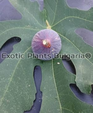 Ficus Carica - Metohia Mavra