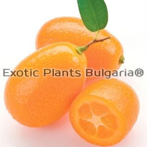 Citrus Kumquat Nagami - 4 ltr. pots - hardy to -12С