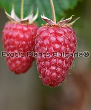 Raspberry Tulameen - 2 ltr