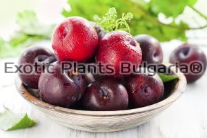 Pluot - PC® Plumogranate Plumcot - 4,5 ltr pots