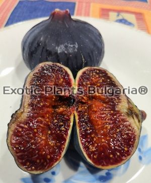 Ficus Carica Black Delight ( Black Goshev) - 2 ltr.pots
