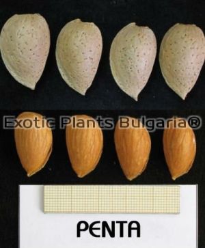 Almond cultivars PENTA / Бедем сорт Пента