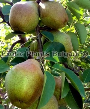 Pears SISSY® / круша сорт Сиси