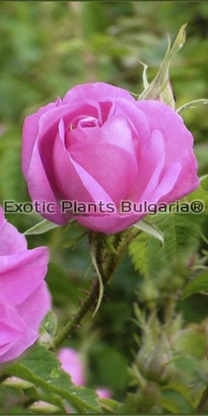 Rosa Damascena - P9 / маслодайна роза /цена за брой