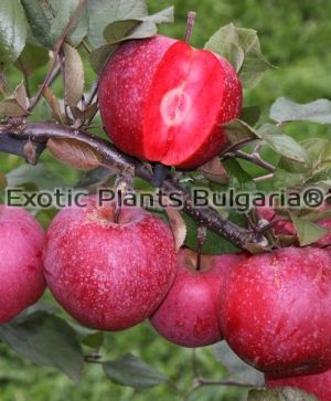 Apple Baya Marisa® - bare roots