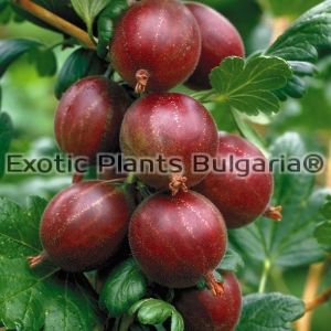 GOOSEBERRY Ribes hirtellum "Pixwell"