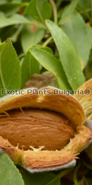 Almond cultivars Constanti ®