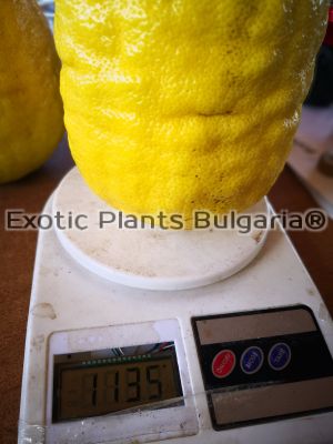 Citrus Lemon Ponderosa- 15ltr. pots