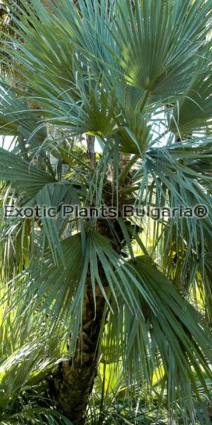 Mazari palm or Afghan palm 2ltr