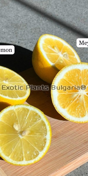 Citrus Lemon Mayer - 0.7 ltr