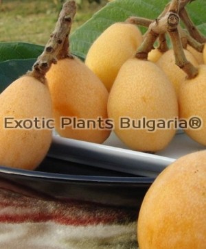 LOQUAT - NAGASAKIWASE  2 ltr
