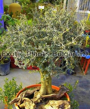 Olea Sylvestris - Old Tree Bonsai