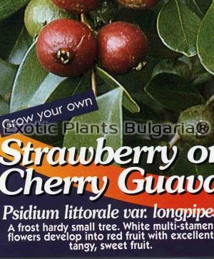 Strawberry Guava - 7C - 1.2 ltr pots