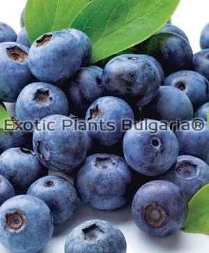 Blueberry Northblue