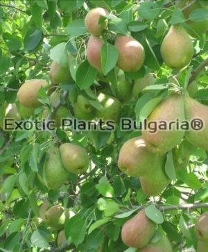 Pears SISSY® / круша сорт Сиси