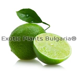 Citrus Key Lime - 7.5 ltr.pots