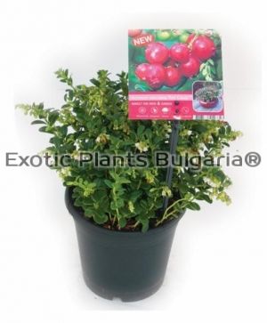 Lingonberry "Red Pearl" - 2 ltr