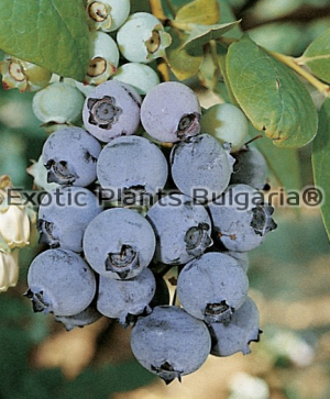 Blueberry GOLDTRAUBE