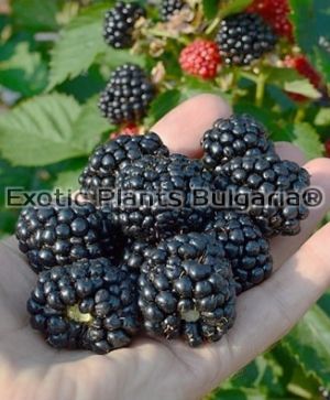 Blackberry Triple Crown - 1.5 ltr. pots
