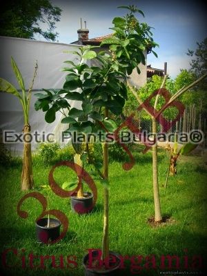 Citrus Bergamia - Bergamot 12 ltr. pots